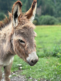 3_IMG_0002_summer_3_IMG_3080